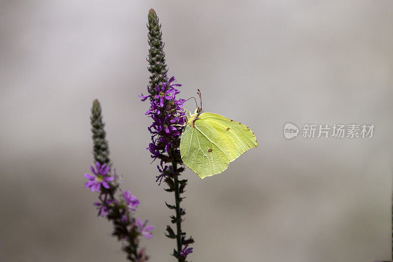 一只黄色的普通硫磺蝴蝶，孤立在紫色的花上。Gonepteryx rhamni。